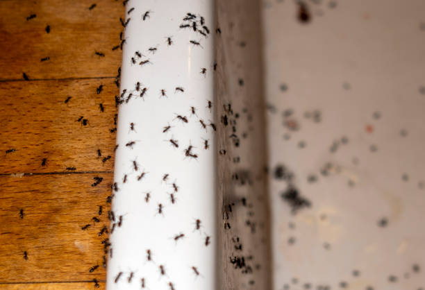 Best Insect Control  in Arlington Heights, WA