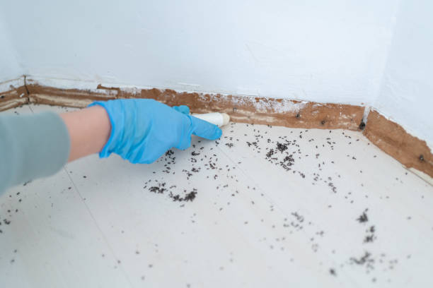 Best Wasp Removal Services  in Arlington Heights, WA